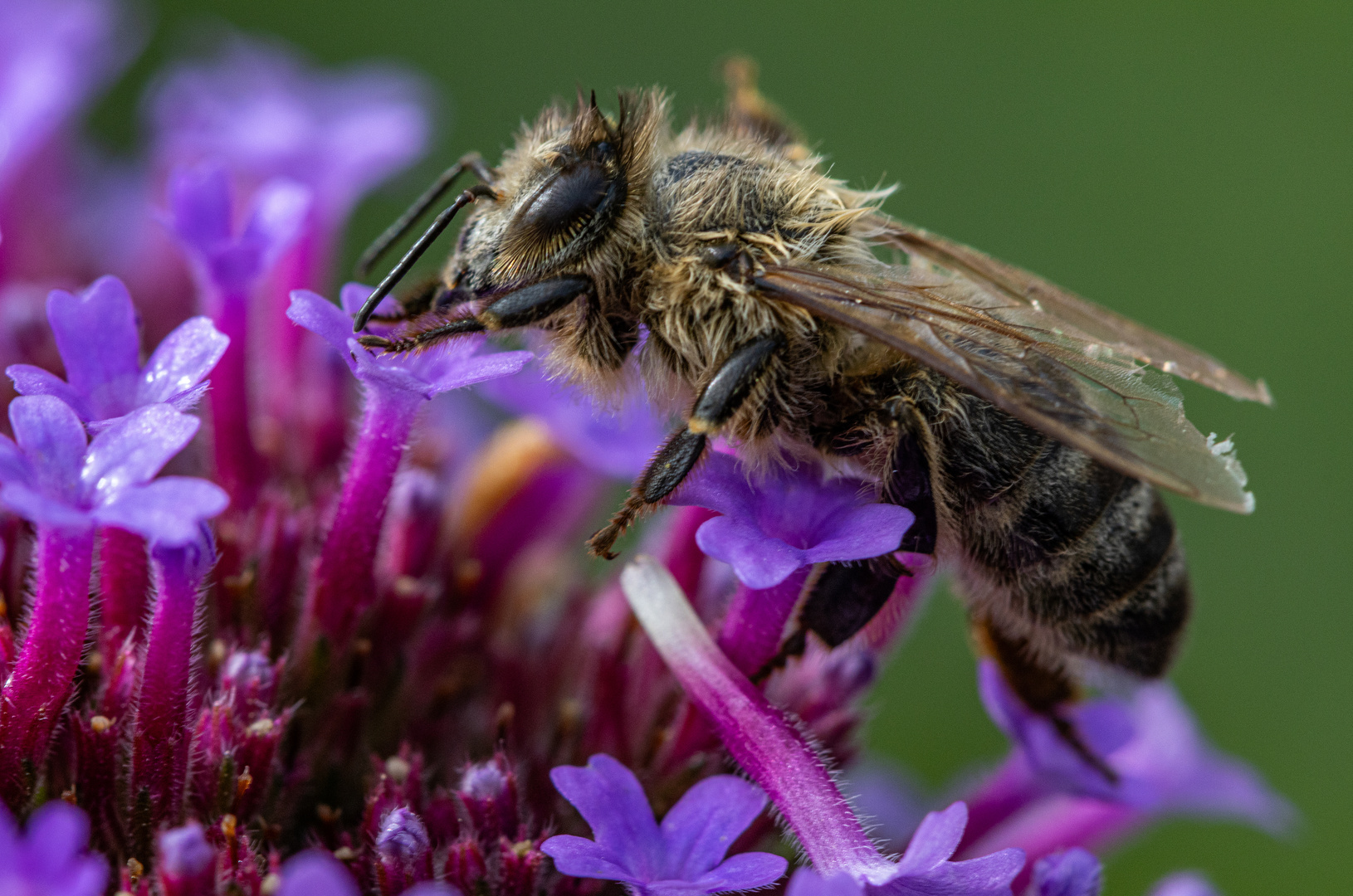 Nach kalter Nacht Foto &amp; Bild | tiere, wildlife, insekten Bilder auf ...