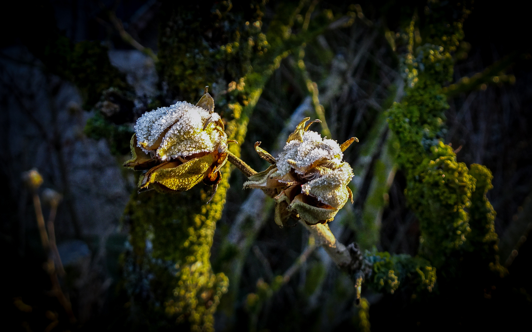 nach kalter Wintersnacht ...