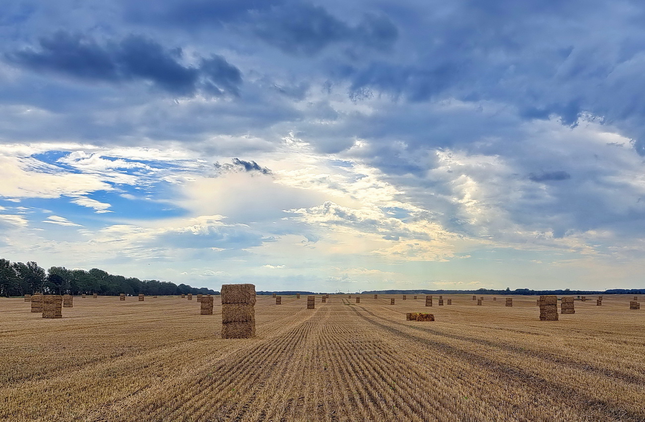 Nach kurzer Regenpause geht es nun endlich weiter mit der Ernte.