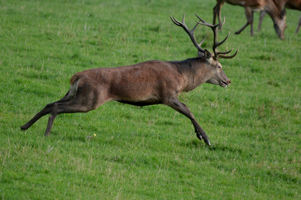 Nach kurzer Zeit kam der Hirsch in wildem Lauf zurück