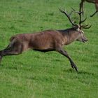 Nach kurzer Zeit kam der Hirsch in wildem Lauf zurück