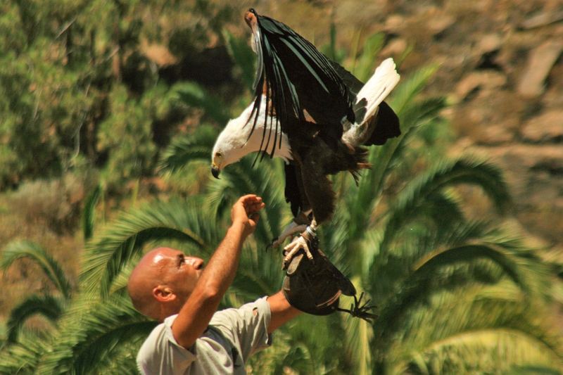 Nach langem Ausflug kehrt der Afr. Schreiseeadler zum Falkner zurück. -Palmitos Park-