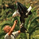 Nach langem Ausflug kehrt der Afr. Schreiseeadler zum Falkner zurück. -Palmitos Park-