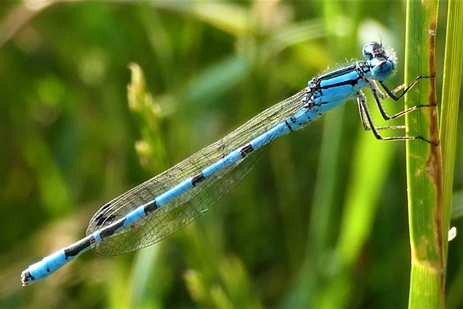 Nach langer Pause wieder im heimischen Garten: Die Blaue Jungfer