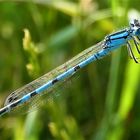 Nach langer Pause wieder im heimischen Garten: Die Blaue Jungfer