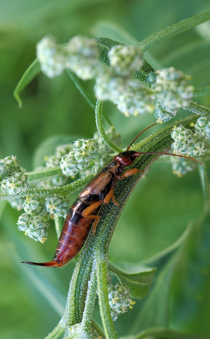 Nach langer Zeit …. Foto & Bild fotos, makro, natur Bilder auf