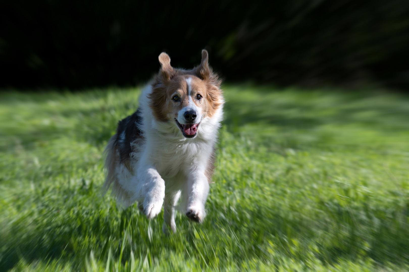 Nach Lebertumor und Bänderriss ist Lenny wieder fit.