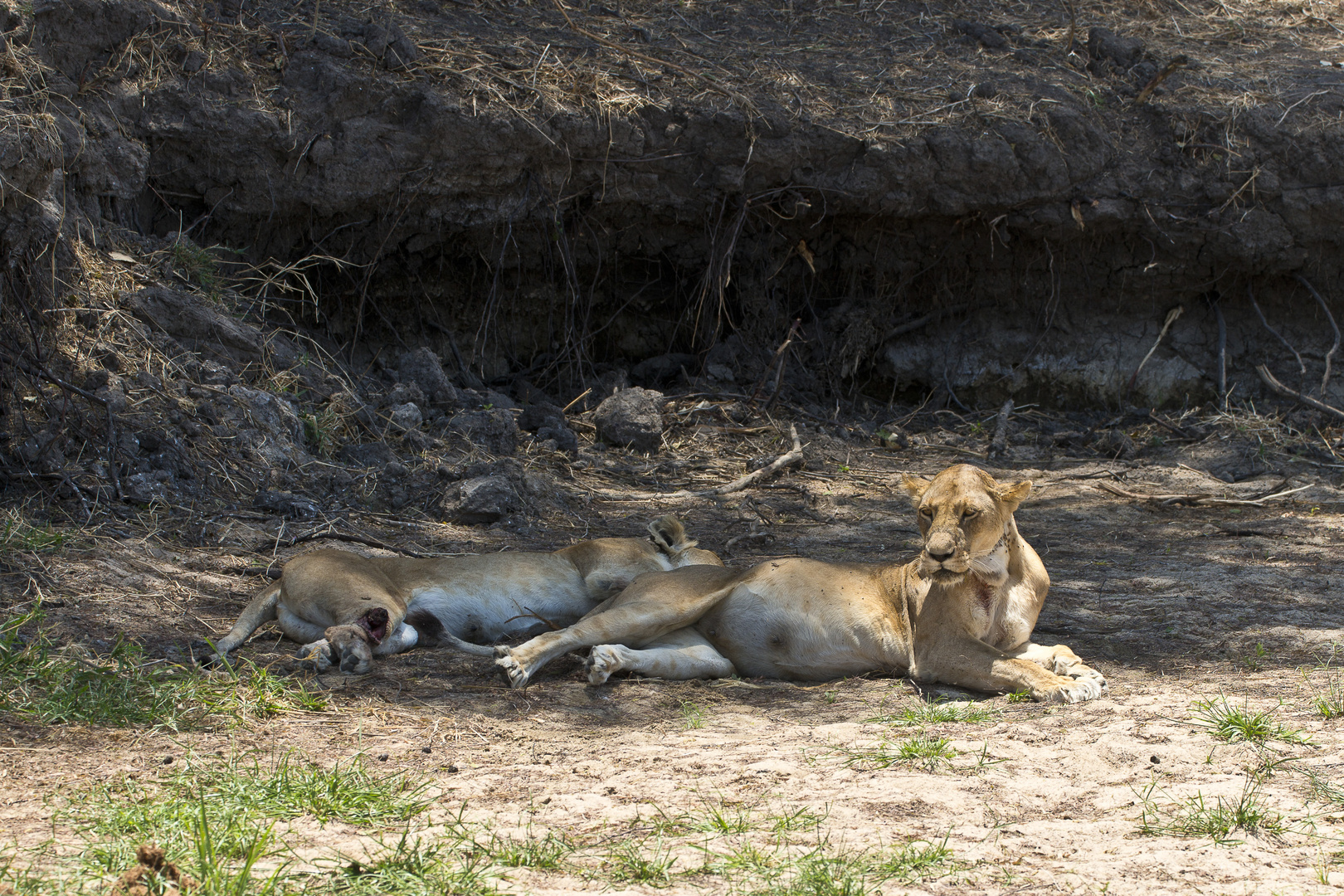 Nach misslungener Büffeljagd, Ruaha NP -Tansania