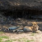 Nach misslungener Büffeljagd, Ruaha NP -Tansania