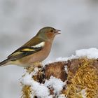 Nach nächtlichem Schneefall