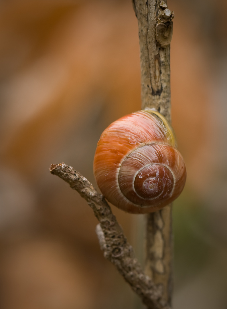 nach oben kriechen