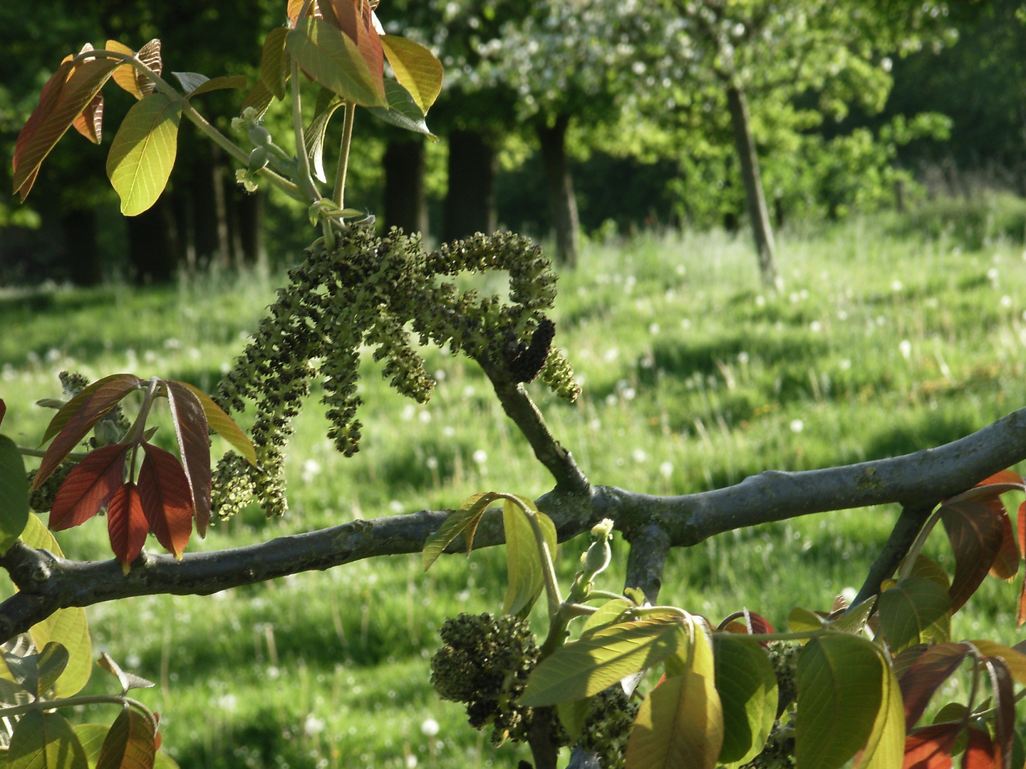 Nach Obstbaumblüte im Mai