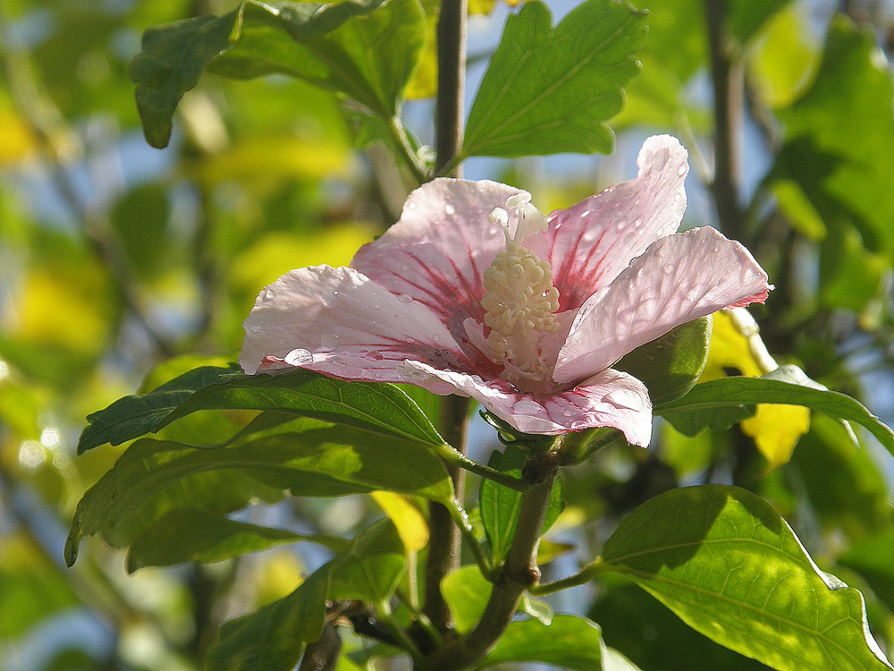 Nach Regen Hibiscus