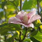 Nach Regen Hibiscus