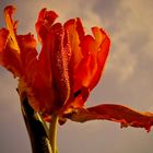 Nach Regen kommt Sonne 