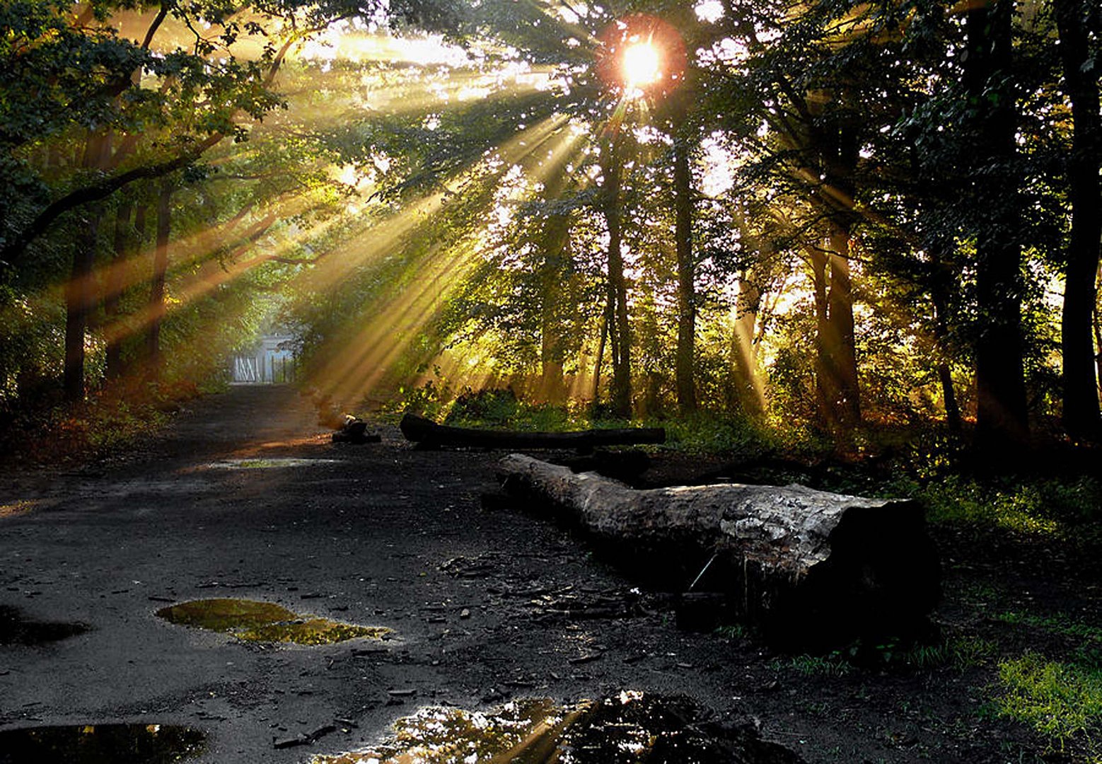 Nach Regen  kommt Sonne  Foto Bild landschaft wald 