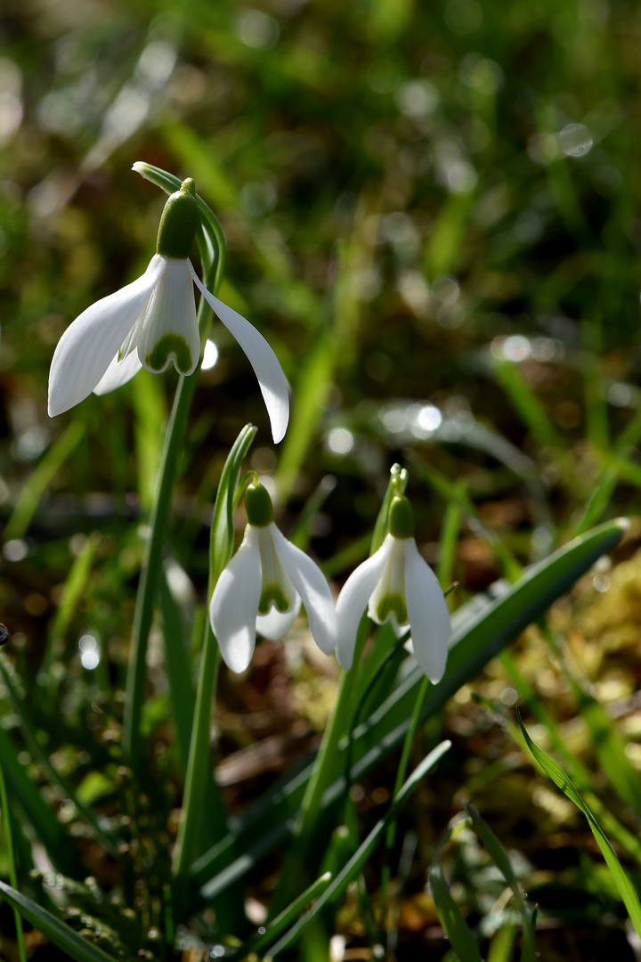 Nach Regen kommt Sonne Foto & Bild makro, natur, frühblüher Bilder