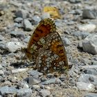 Nach Regen nehmen die Schmetterlinge gerne Mineralstoffe auf