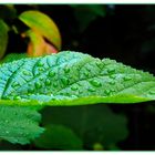 Nach Regen noch feucht