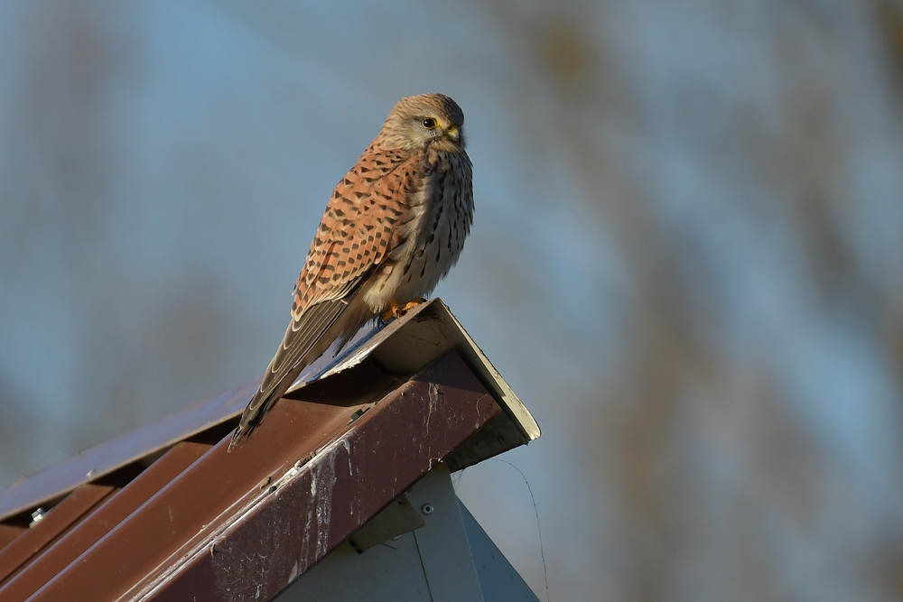 Nach Sonnenaufgang: Turmfalke – ganz auf dem Häuschen