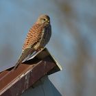 Nach Sonnenaufgang: Turmfalke – ganz auf dem Häuschen