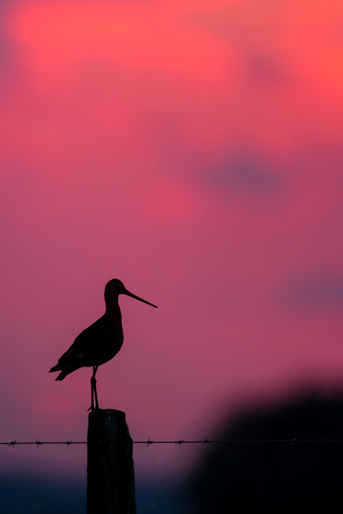 ~ Nach Sonnenuntergang ~