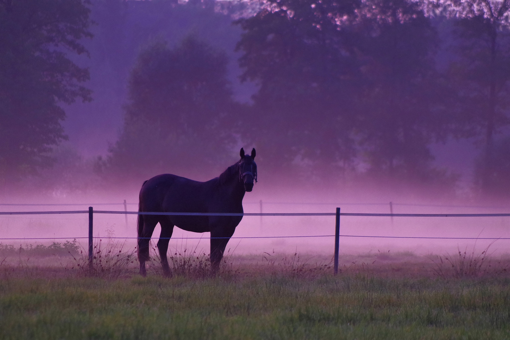 nach Sonnenuntergang im Moor Foto & Bild | tiere, haustiere, pferde ...