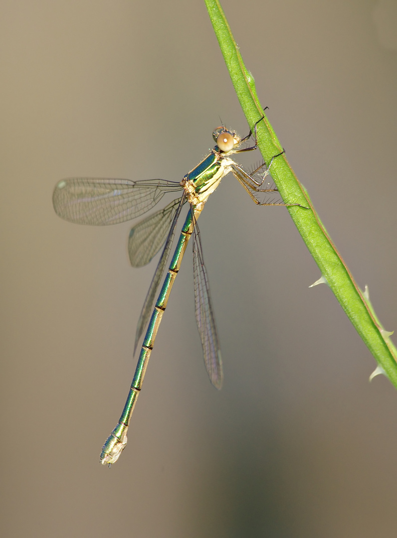 Nach soviel Geflügel mal wieder Makro - eine Binsenjungfer