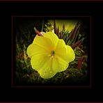 ... nach Stimmung.............. - Nachtkerze (Oenothera) -