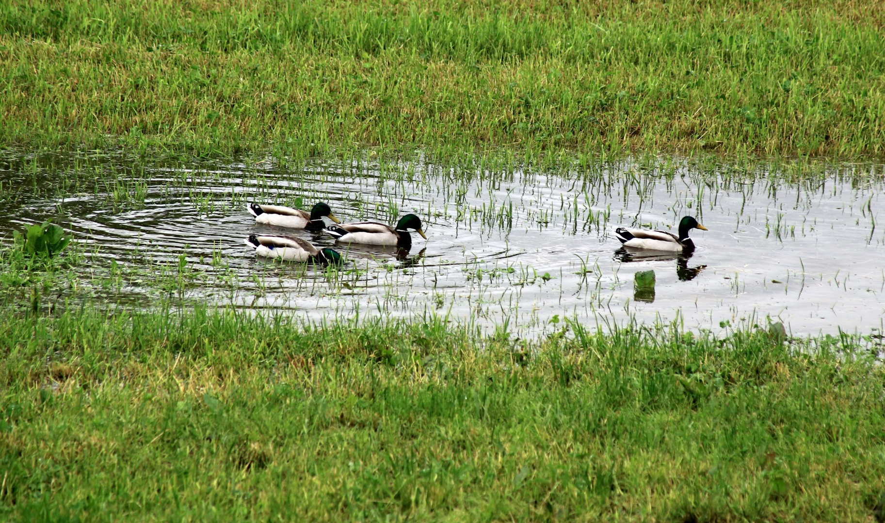 Nach tagelangem Regen