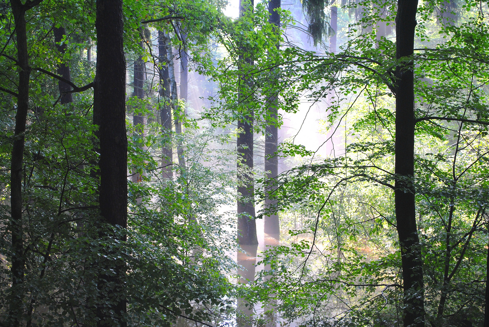 nach tagelangem Regen-erste Sonnenstrahlen im Wald