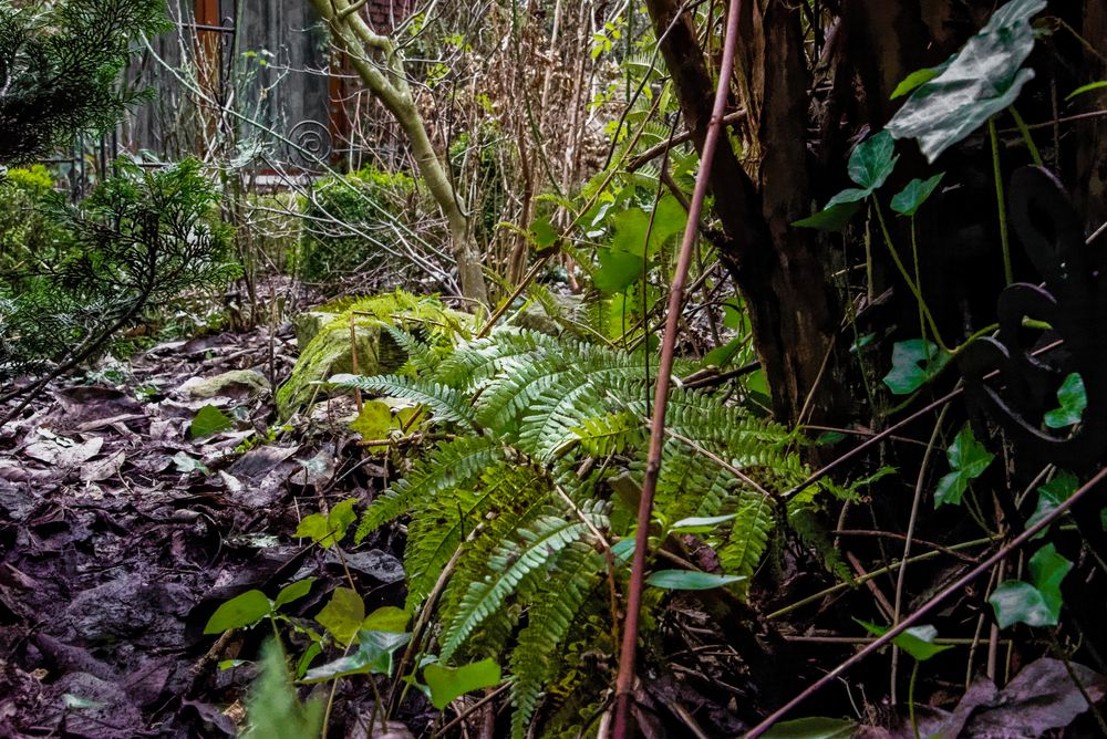 Nach tagelangem Umherirren im eigenen Garten