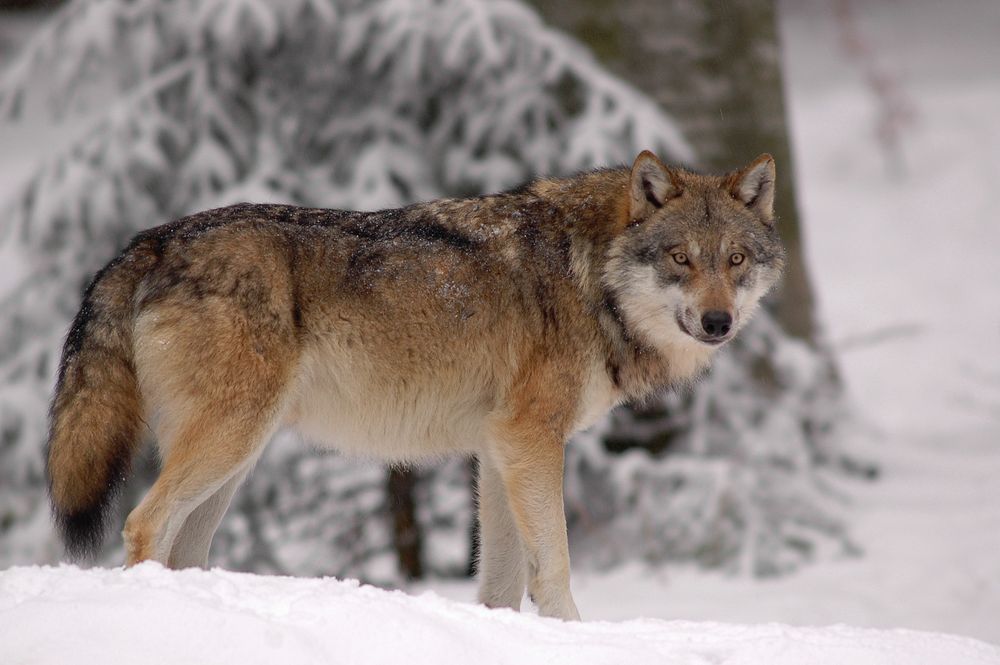 Nach und nach kehrt der Wolf in unsere Wälder zurück