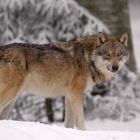 Nach und nach kehrt der Wolf in unsere Wälder zurück