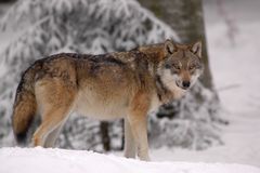 Nach und nach kehrt der Wolf in unsere Wälder zurück