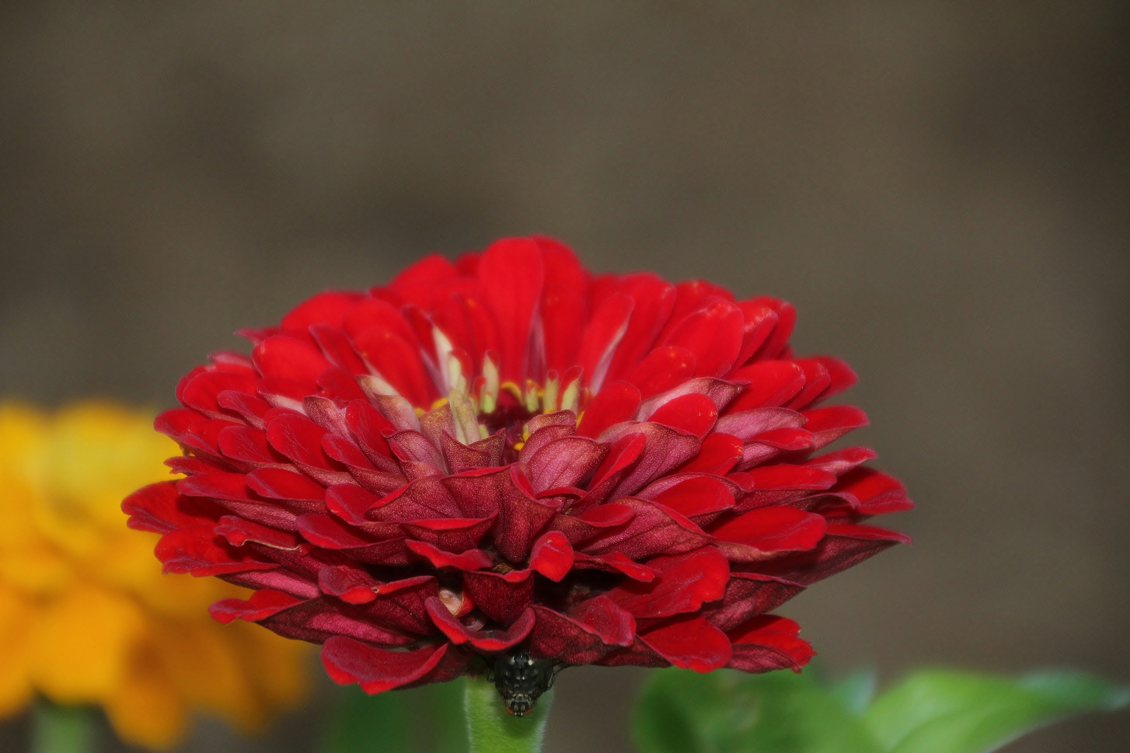 Nach vielen Experimenten Nahfotografie (Marco) mit Blumen