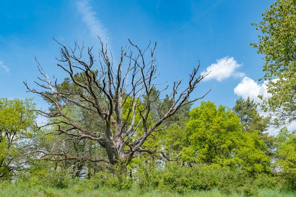 Nach vielen hundert Jahren Müde geworden