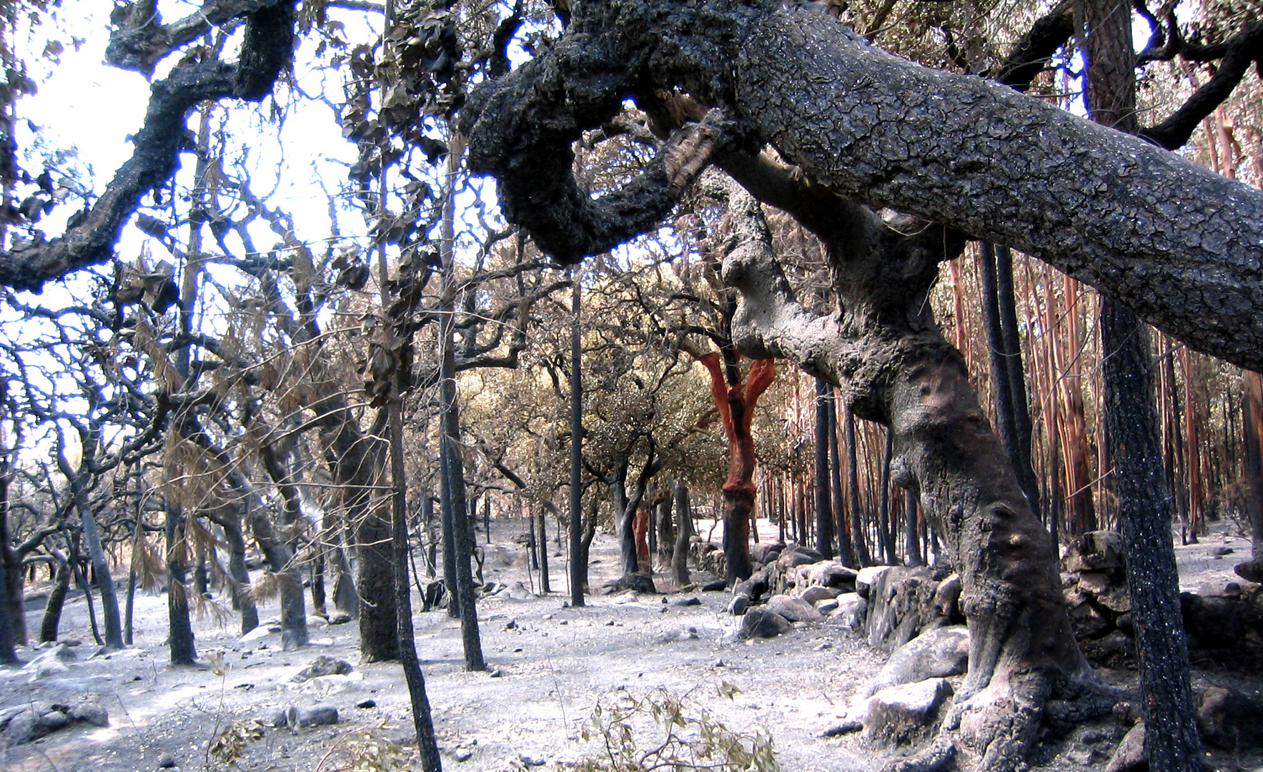 nach Waldbrand in Portugal