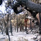 nach Waldbrand in Portugal