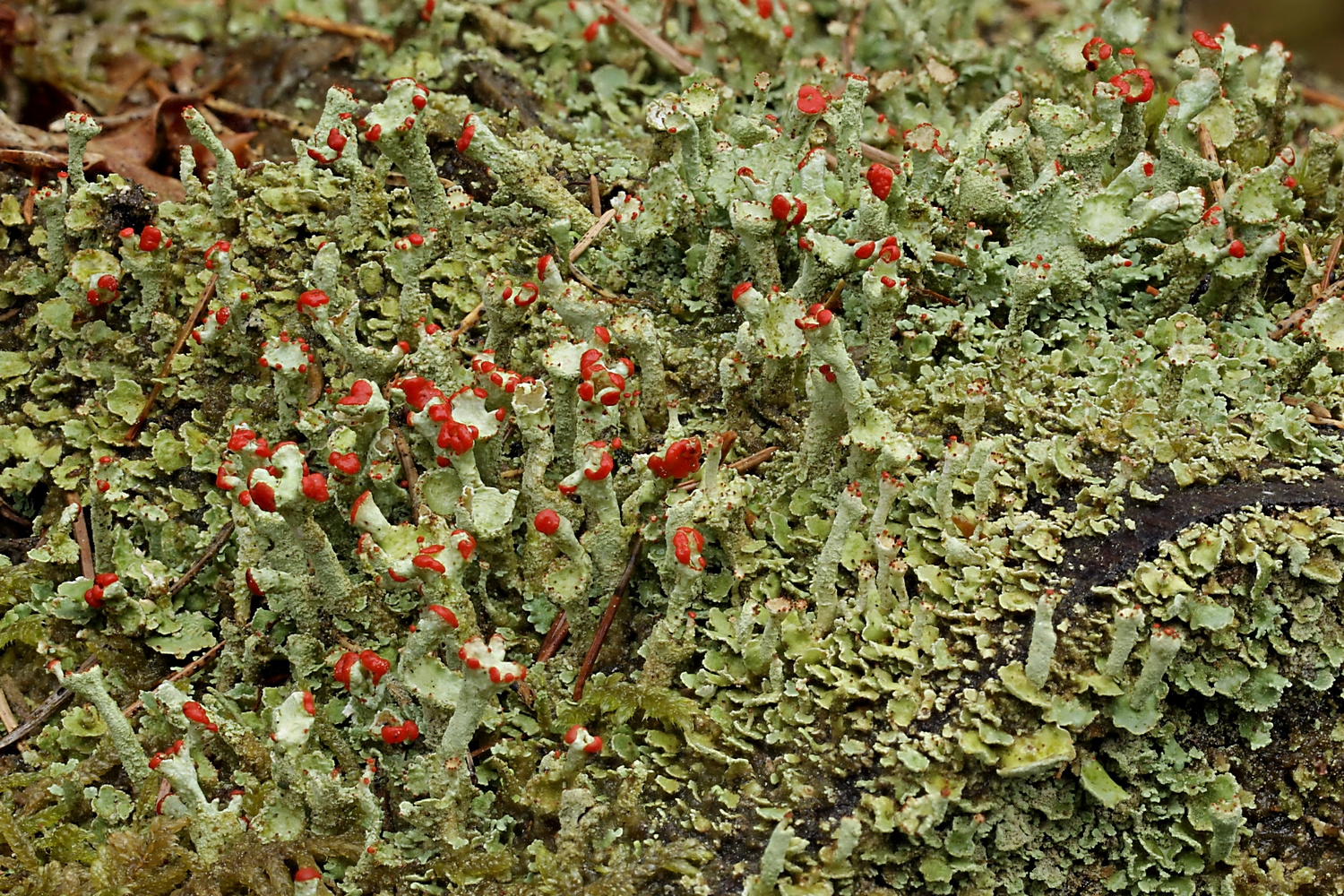 Nach wie vor schwierig: Cladonia digitata vs. C.polydactyla