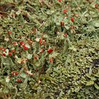 Nach wie vor schwierig: Cladonia digitata vs. C.polydactyla