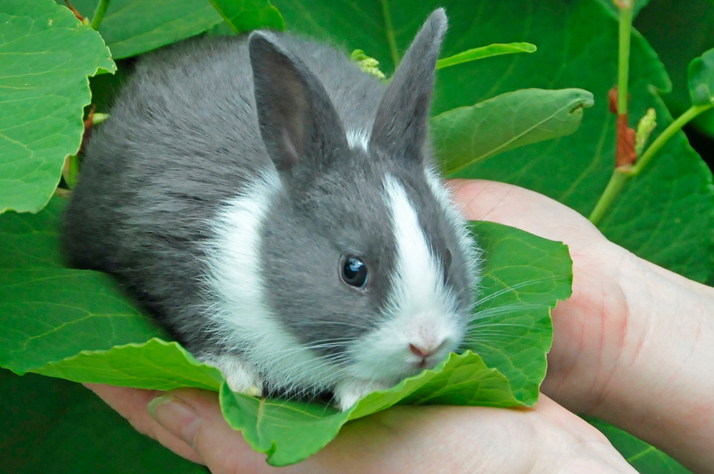 Nach zwei Wochen mit offenen Augen Foto & Bild tiere, haustiere, nagetiere & kaninchen Bilder