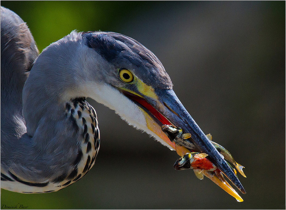 Nachbar fischt, frische Fische II