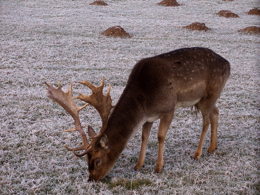 "Nachbar" Hirsch