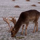 "Nachbar" Hirsch