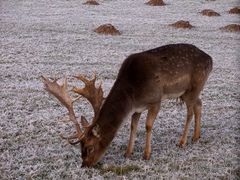 "Nachbar" Hirsch