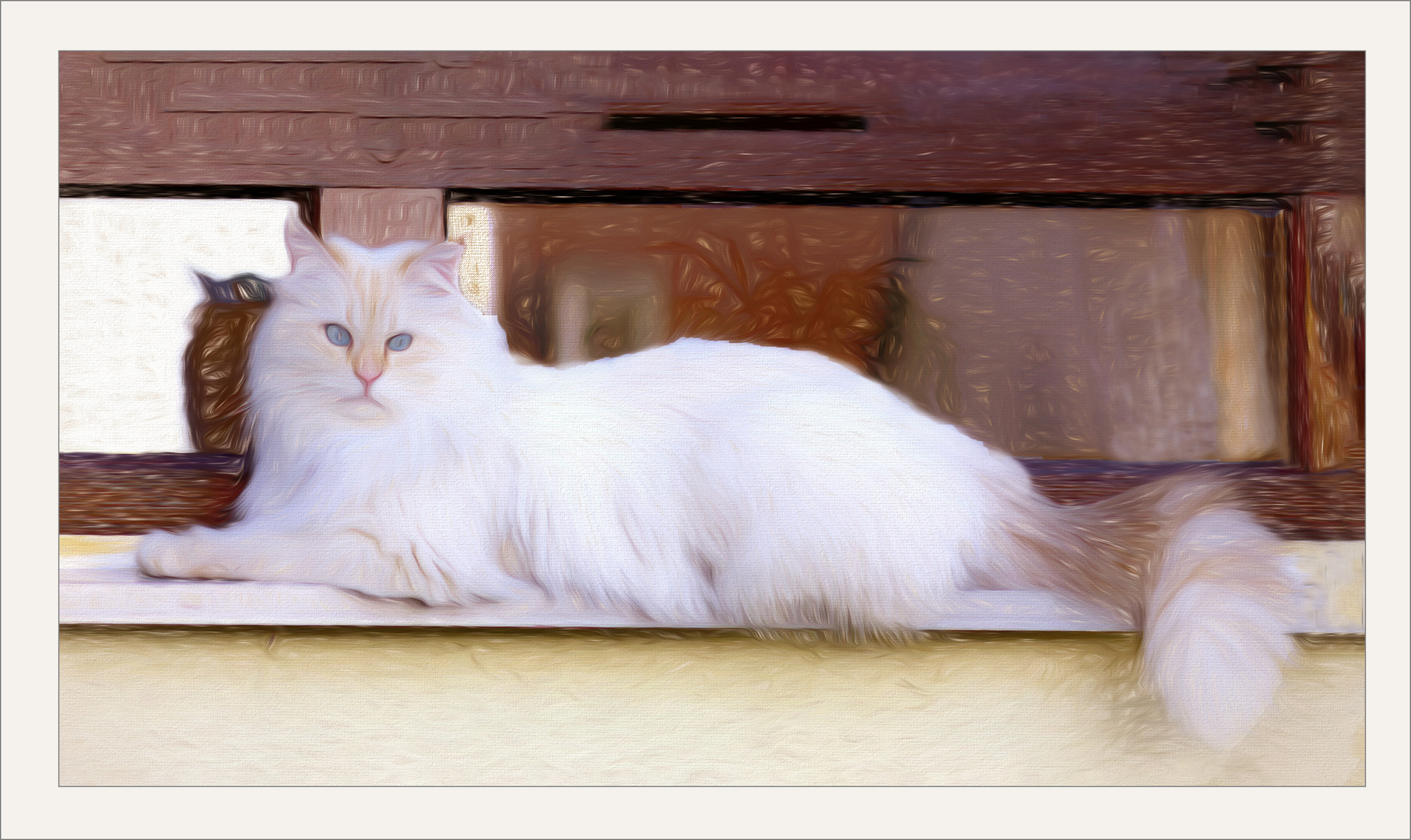 Katze Vom Nachbarn Kommt Immer Zu Uns www.fotocommunity.de