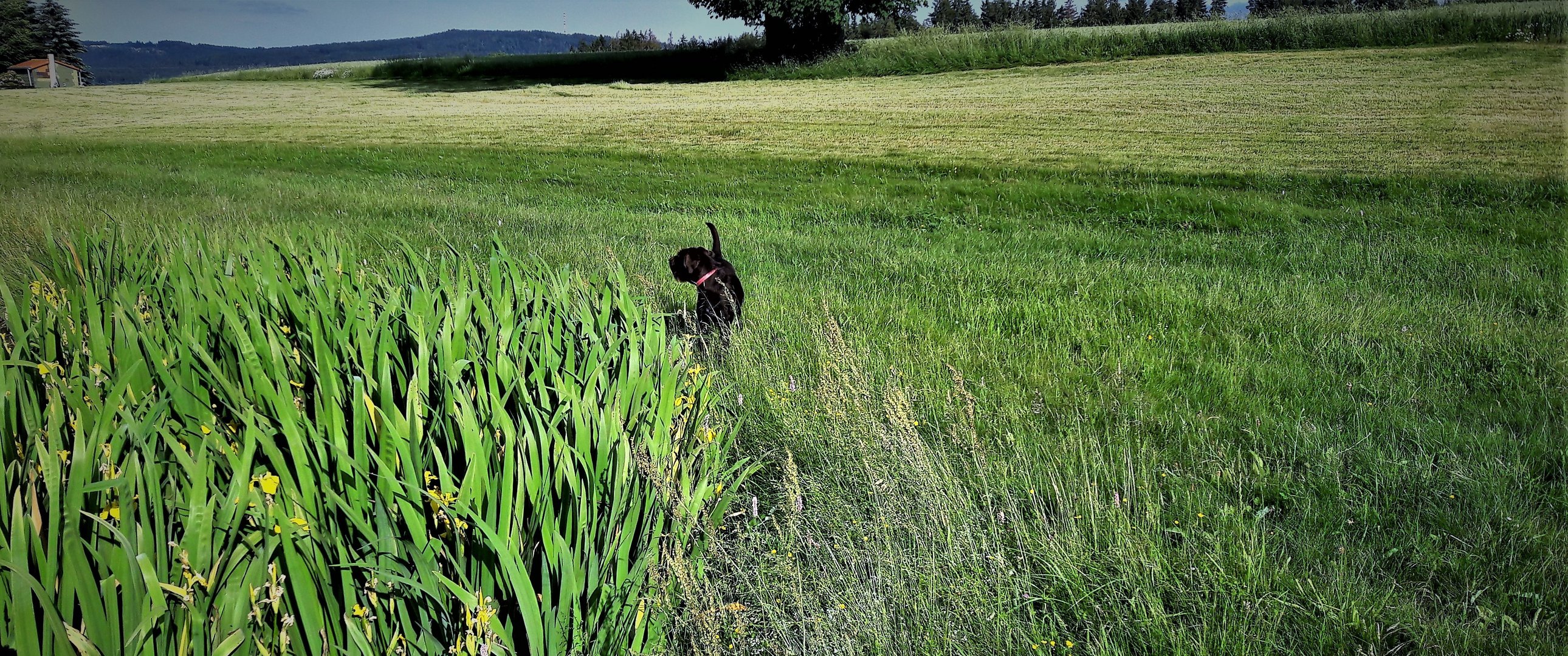 Nachbarhund Balu kurz vor seinem Ableben