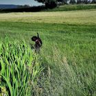 Nachbarhund Balu kurz vor seinem Ableben