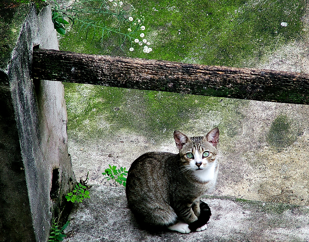 Nachbarn Katz